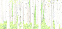 aspens screened